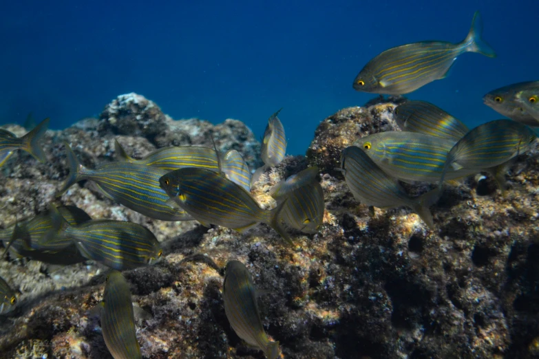 a large group of fish swimming on the ocean floor