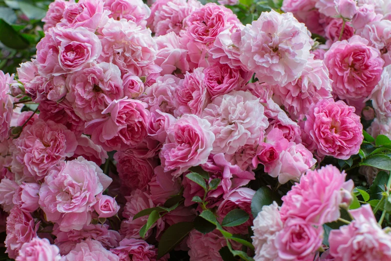 a bunch of pink flowers with leaves on them