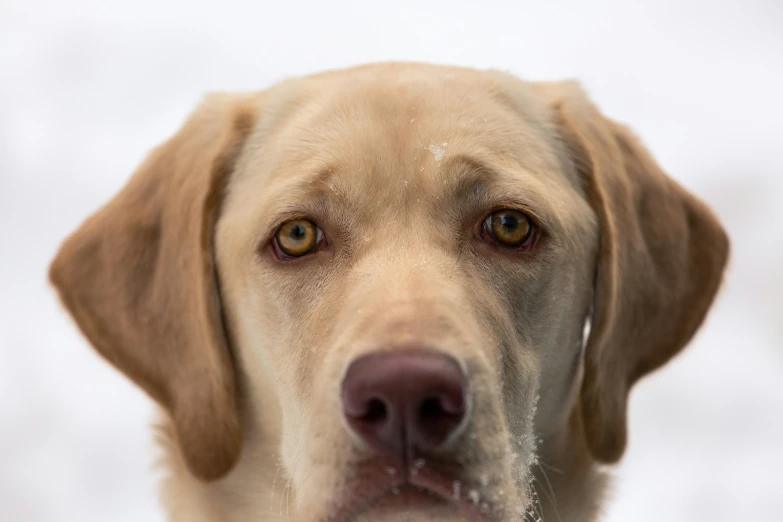 the nose of an adult brown dog standing on a snowy surface