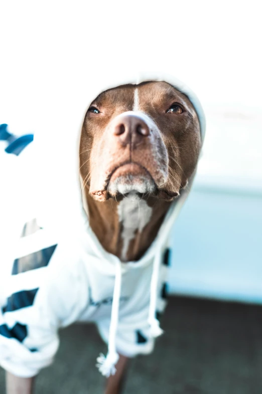 a dog with a hood over it's face wearing a hoodie