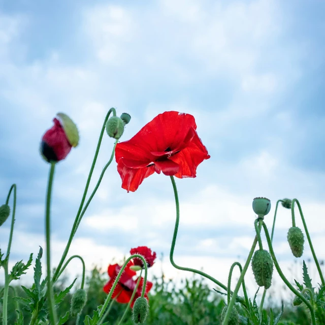 some very pretty red flowers in the grass