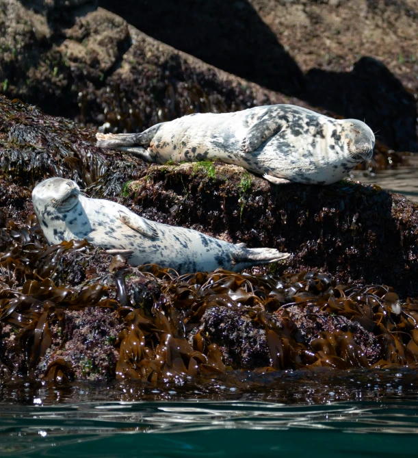 two gray and white harbor seal are sitting on some seaweed