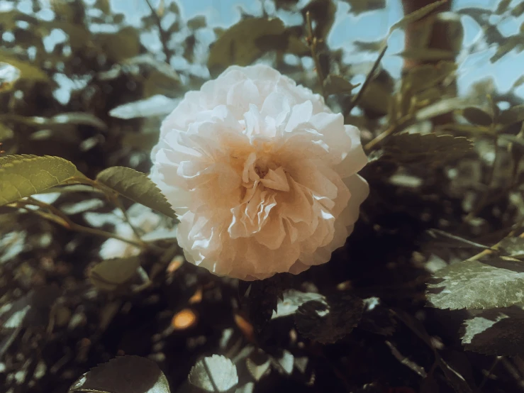 a rose on a stem by itself in the sunlight