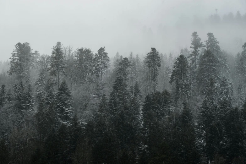 a forest is in the fog covered ground