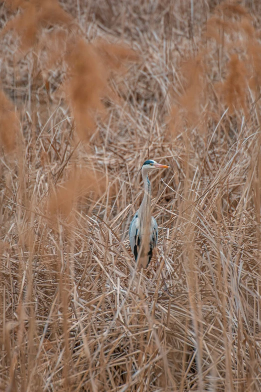 the bird is standing in the tall grass