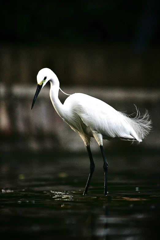 an egret is standing on the water with its long beak
