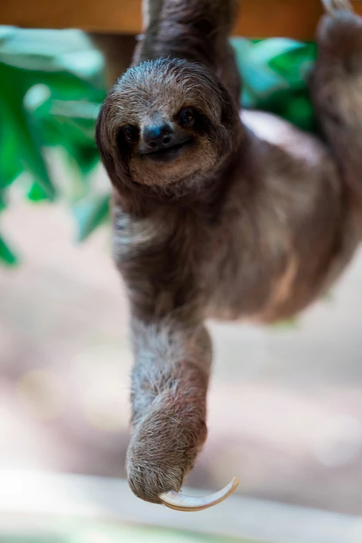 a baby slotty hanging from a tree