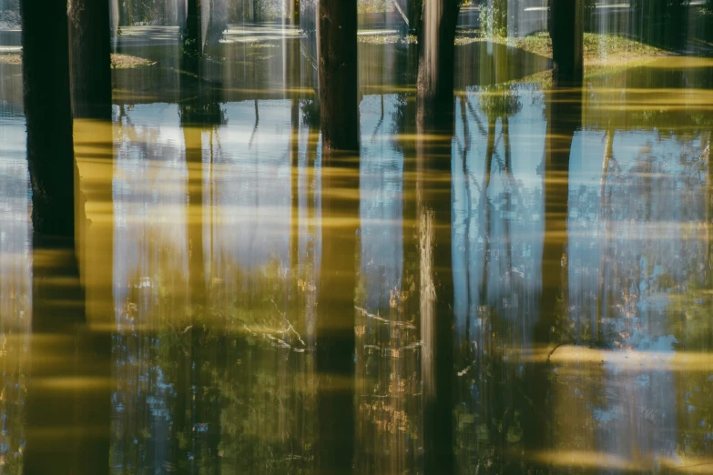 flooded trees and blue sky reflected in water