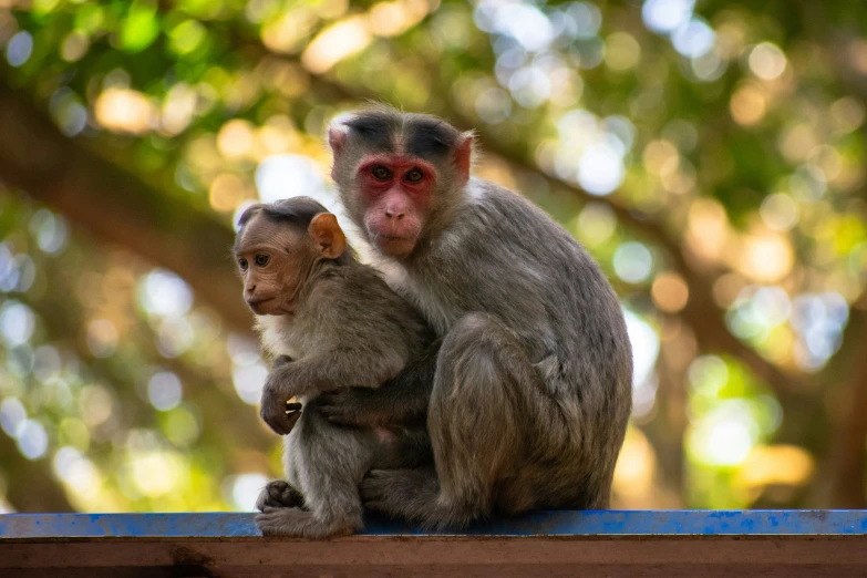two monkeys sitting on top of a wooden structure