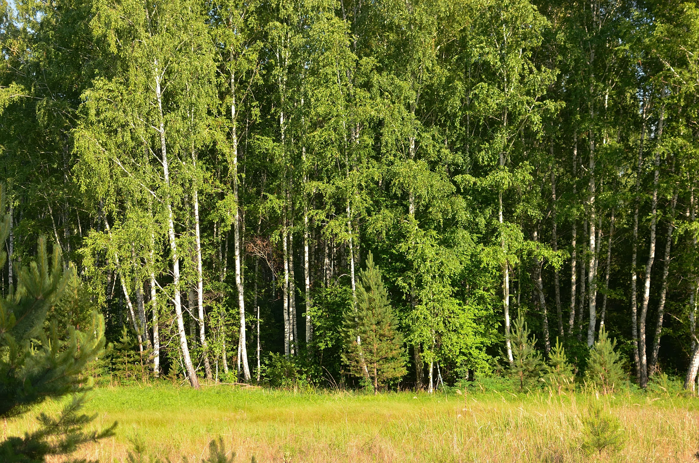 a grassy meadow with trees in the background