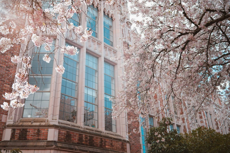 there is a large tree in front of a building