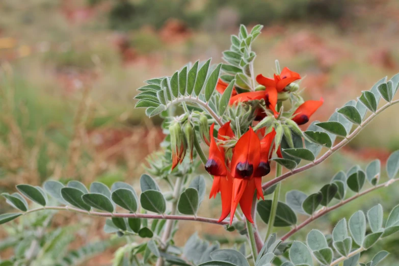 a bush that has some very pretty flowers on it