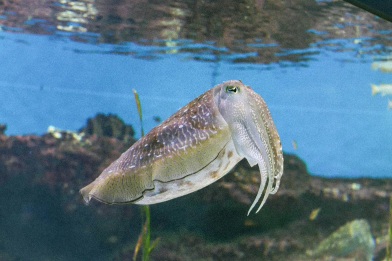 an octo in an aquarium looks like he is under water