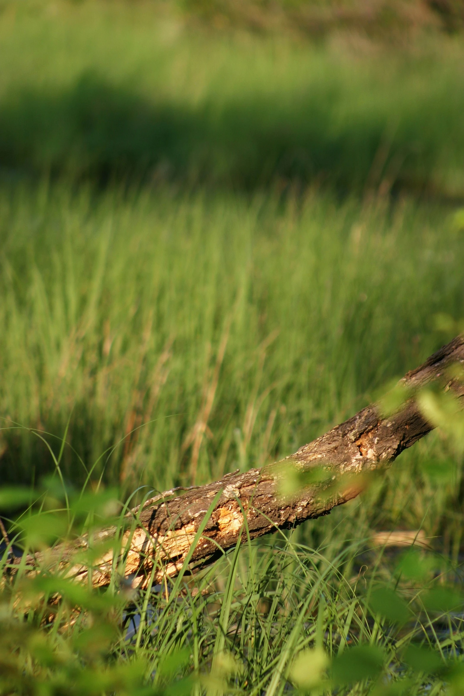 an image of a piece of tree trunk in the grass