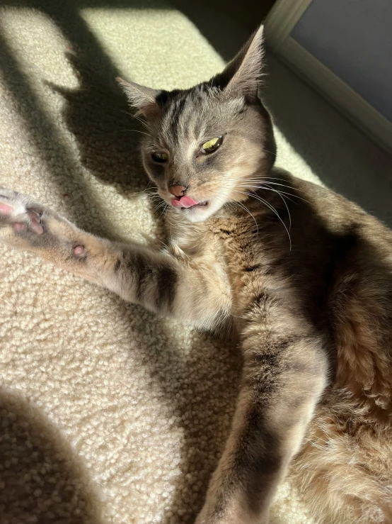 a cat stretches out on its side in the sun