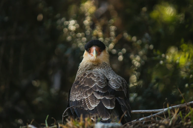 a black bird sitting on top of a nch