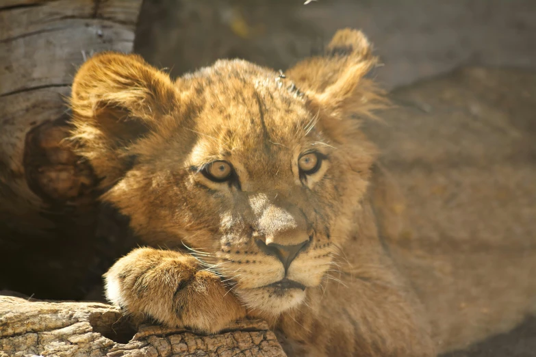 a young lion lying on the ground looking at soing