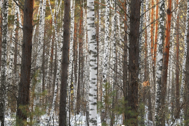 white birch trees covered in snow on a cold day