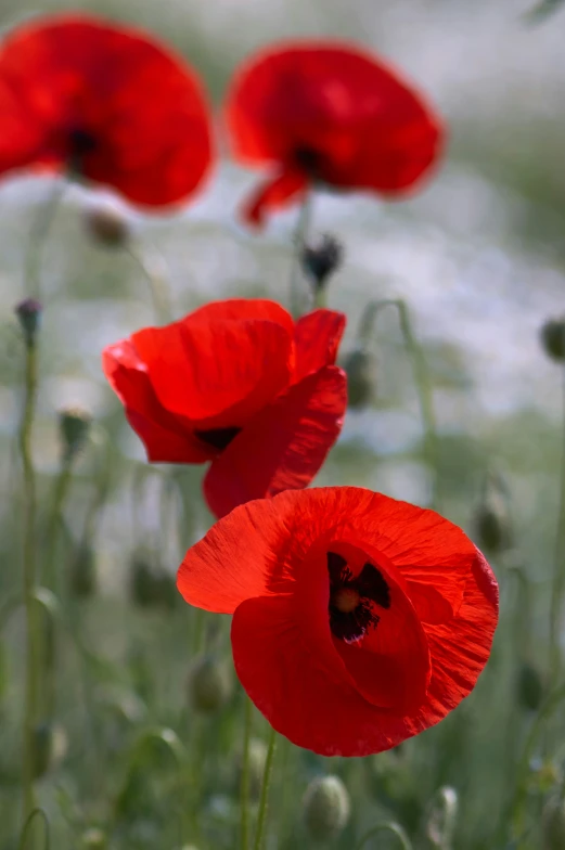 many red flowers that are on the grass