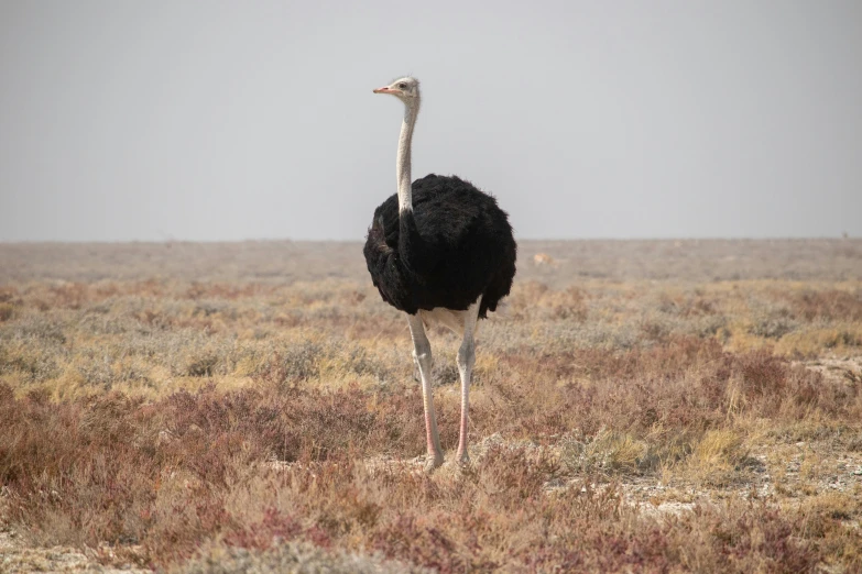 an ostrich walking through the dry grass