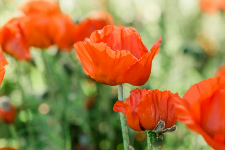 a picture of some flowers in the bushes