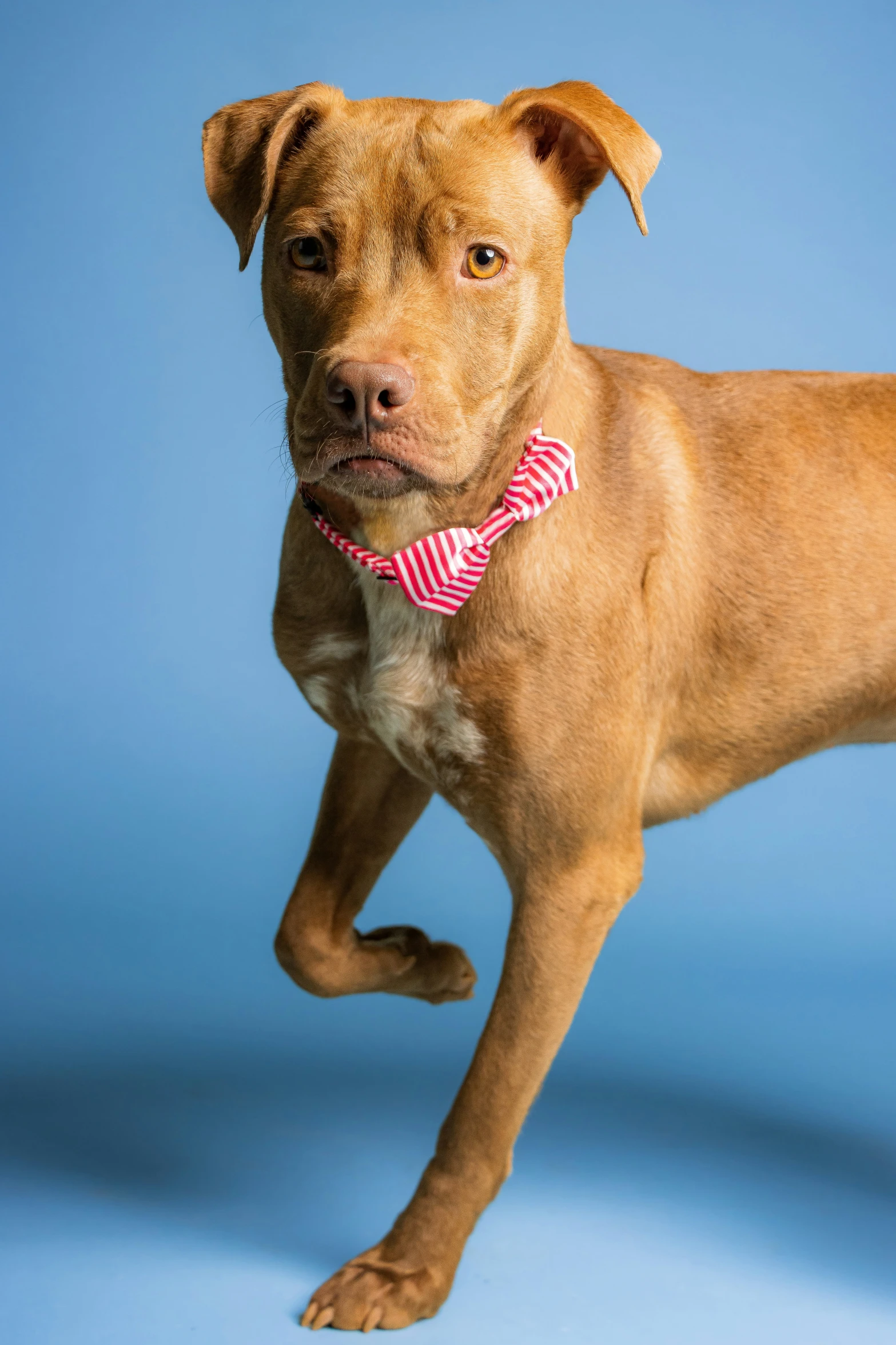 an adorable little dog with a collar on and a pink bow tie