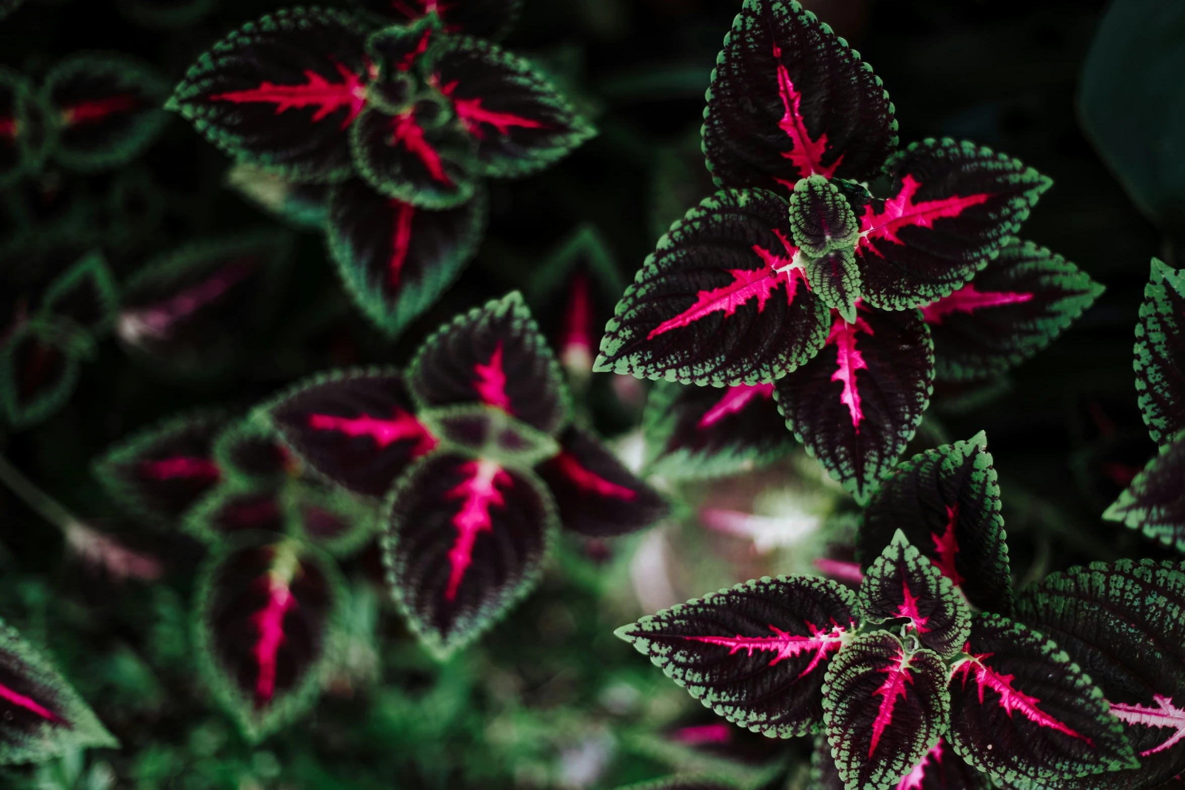 red and green leaves on a tree near the ground