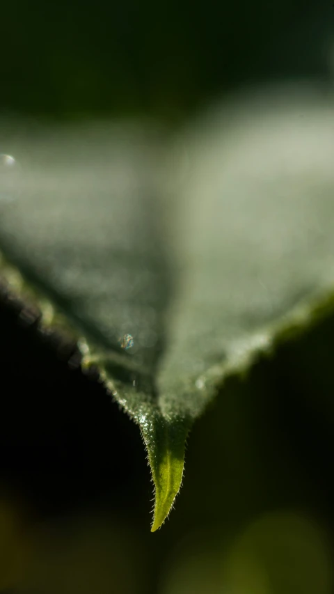 the view from underneath a leaf to its back end