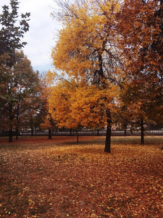 yellow, red and orange trees in a park