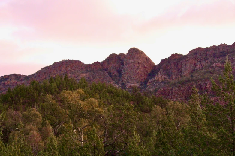 the tops of mountains are full of leaves