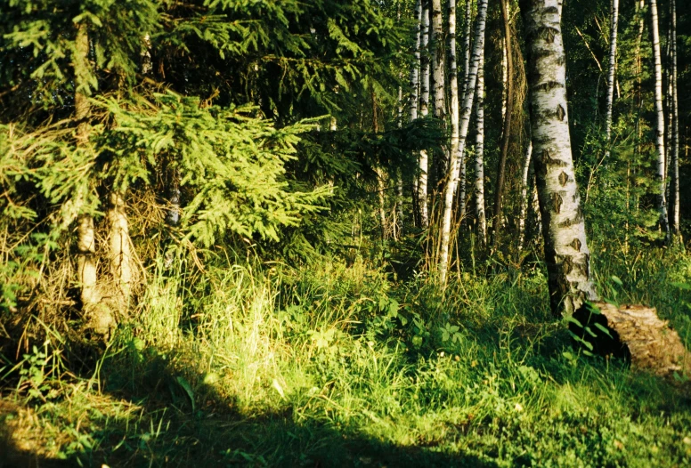 a lush green forest with tall trees and plants