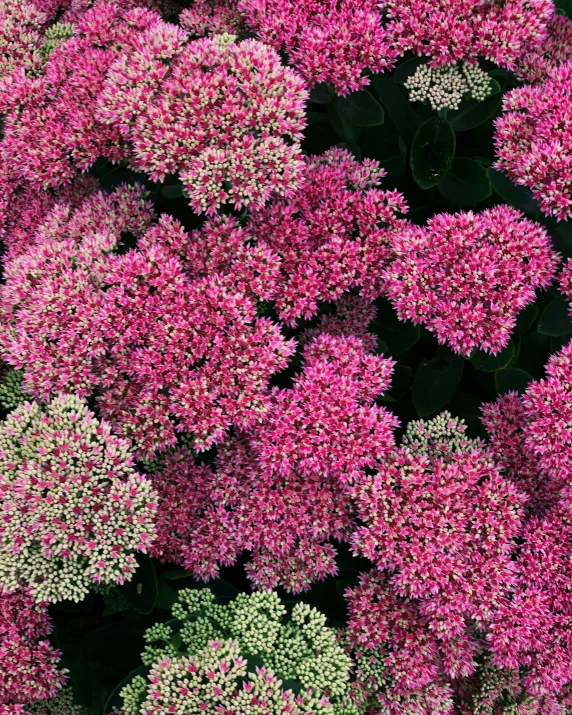 the large bunch of pink and white flowers are in bloom