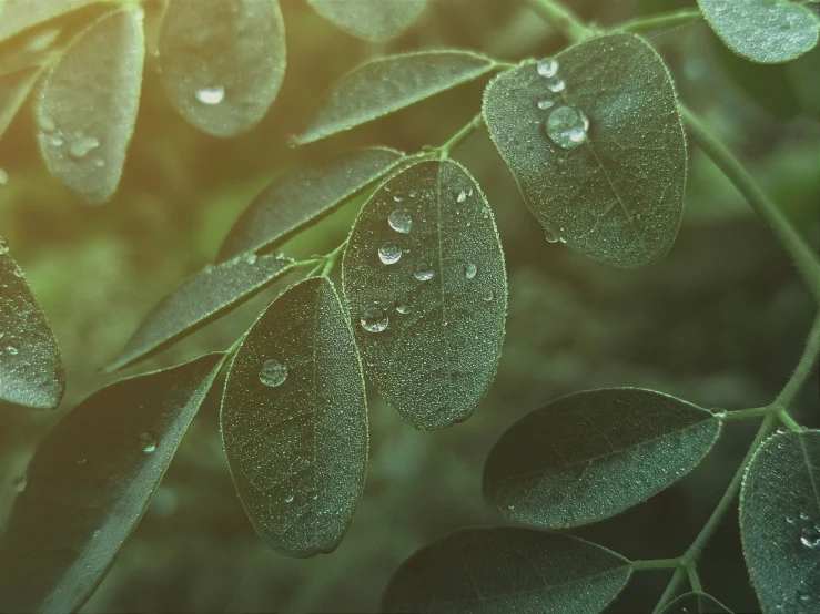 a leaf covered in raindrops is pictured here