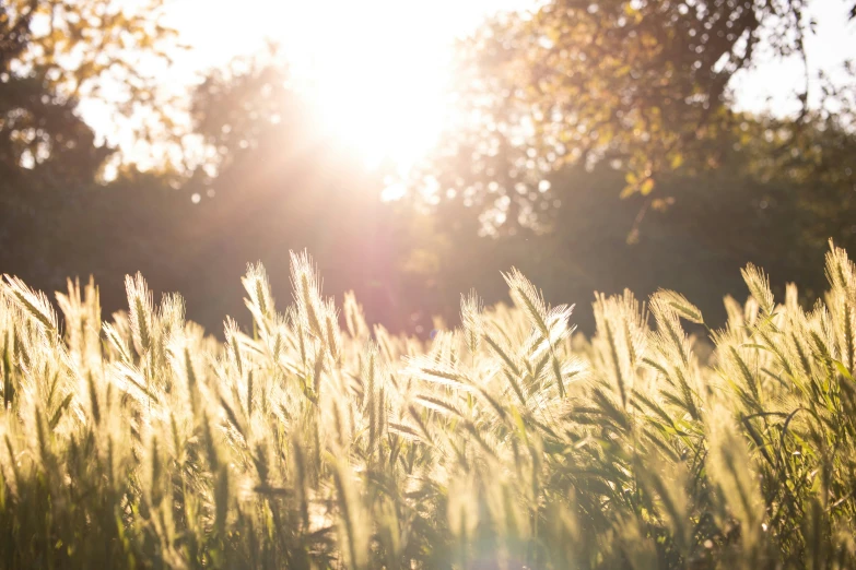 close up of a field with many trees