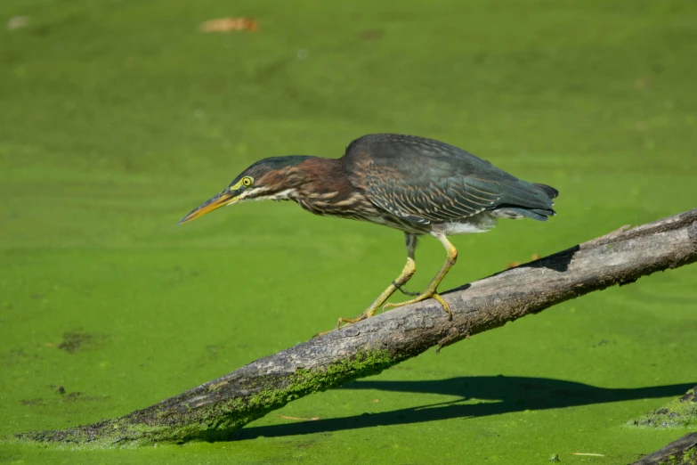 a bird perched on a tree limb in some green water