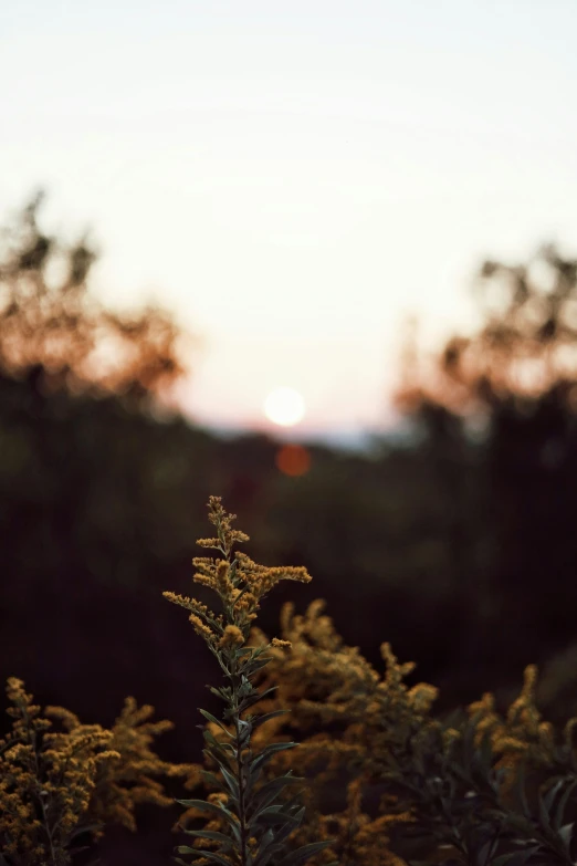 a close up view of a bush with its leaves