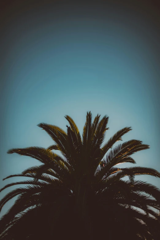 the silhouette of a palm tree against a blue sky