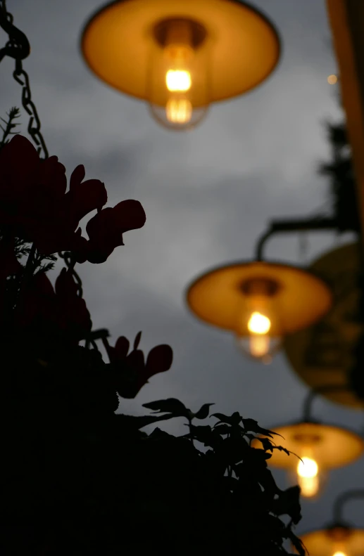 many lights that are hanging above some flowers