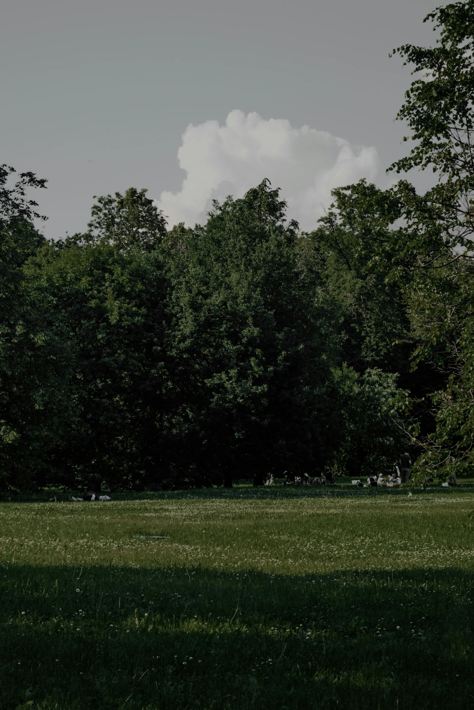 a grassy field with some trees and sky in the background