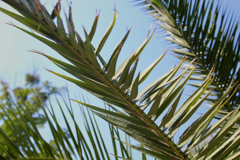 the palm trees and leaves appear to be green