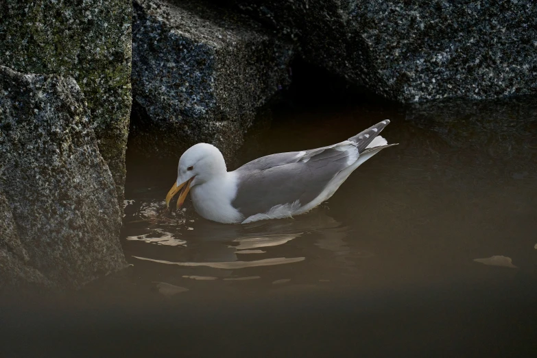 a bird swimming on water with moss growing around it