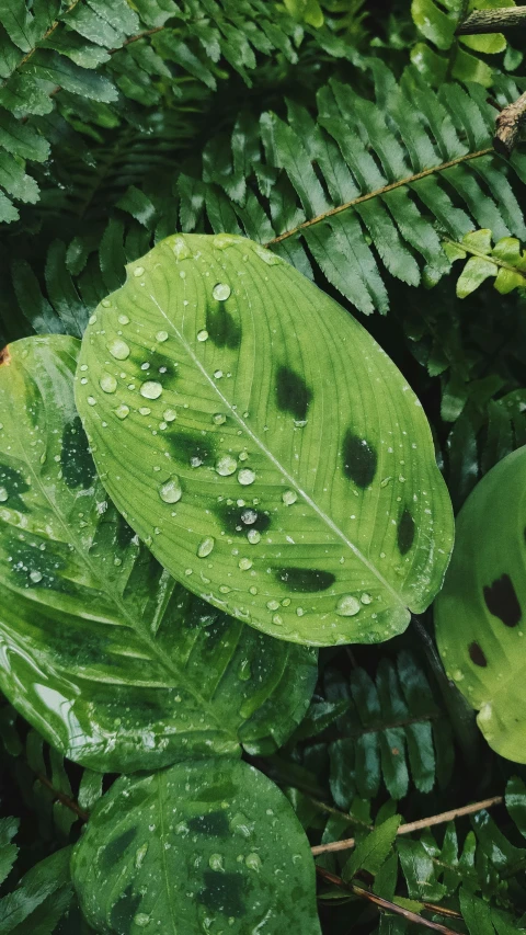 some green leaf with water droplets on it
