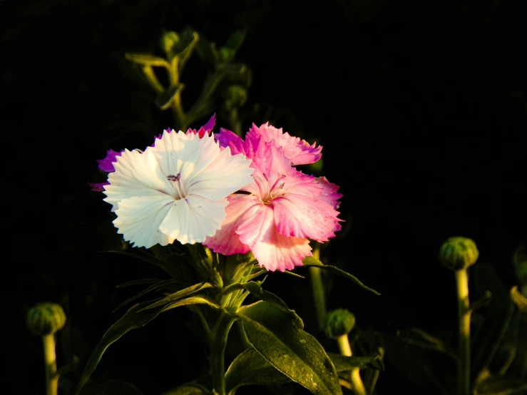 a white and pink flower on black with its leaves and petals