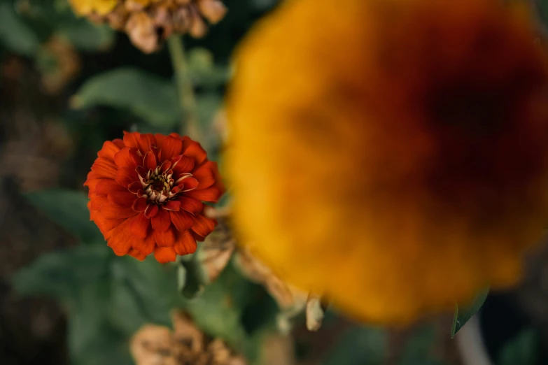 a closeup of an orange and yellow flower