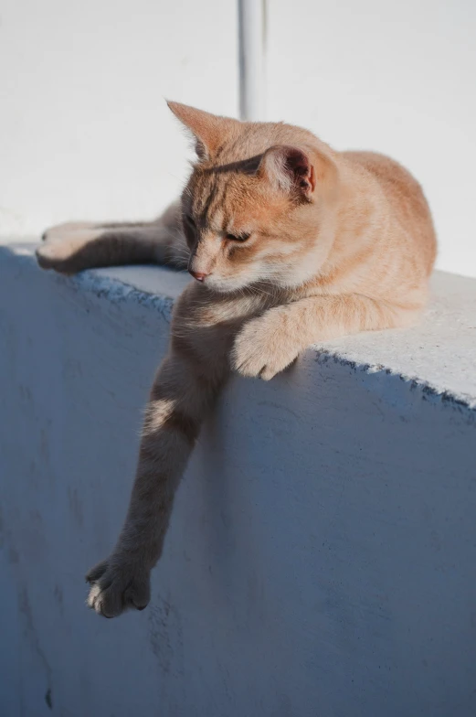 an orange cat laying on top of a white surface