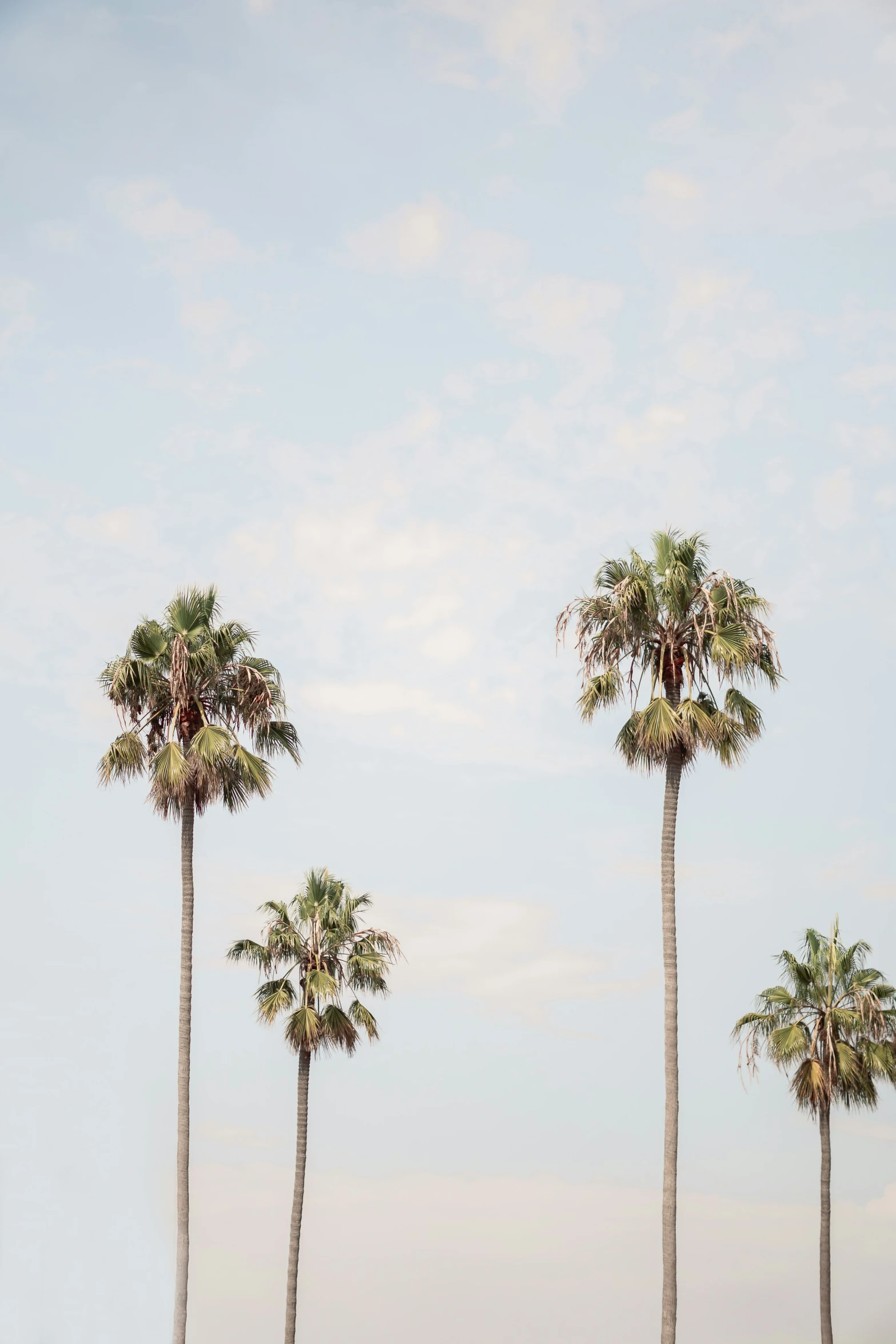 three palm trees and a train passing by