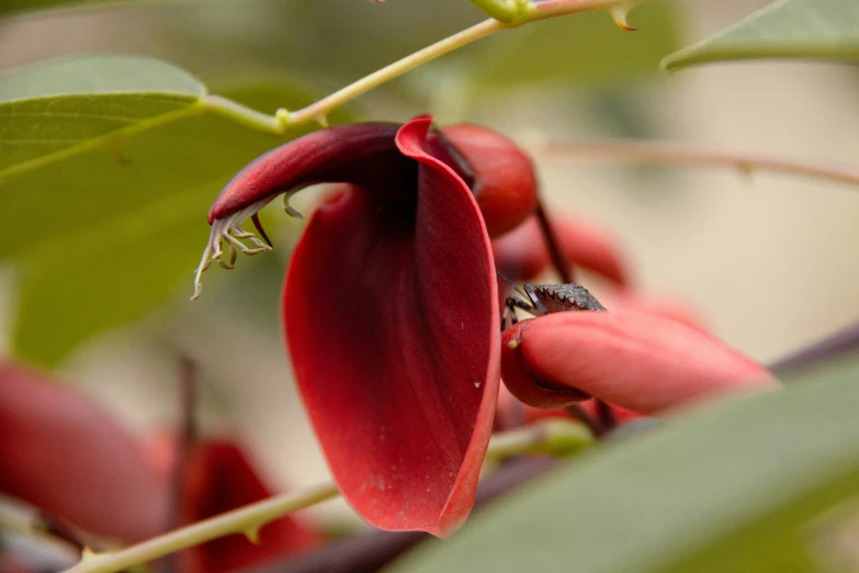 the insect is sitting on the red flowers