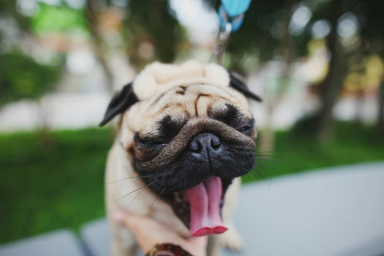 a pug dog with its mouth open while being held