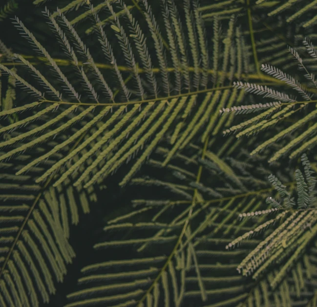 some leaves are growing together in a plant