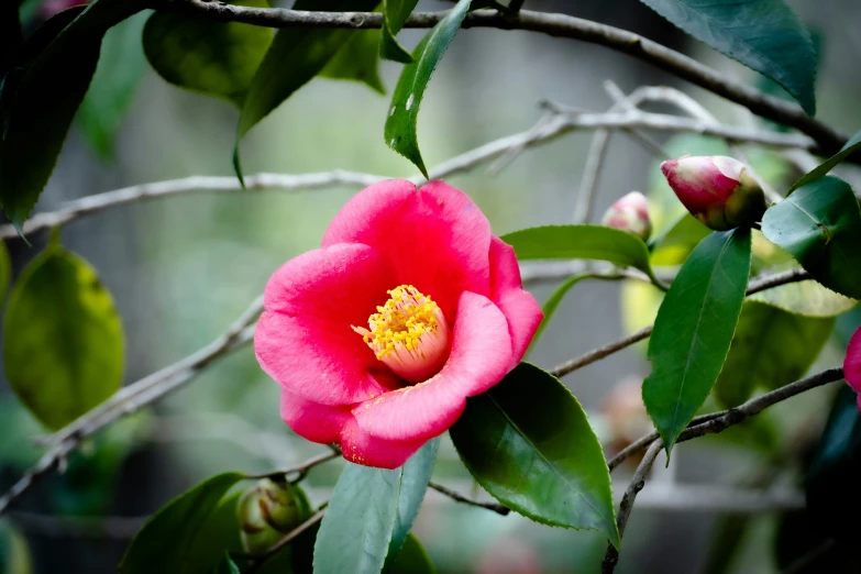 a pink flower blooming on a nch